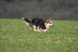CORGI PEMBROKE 1465